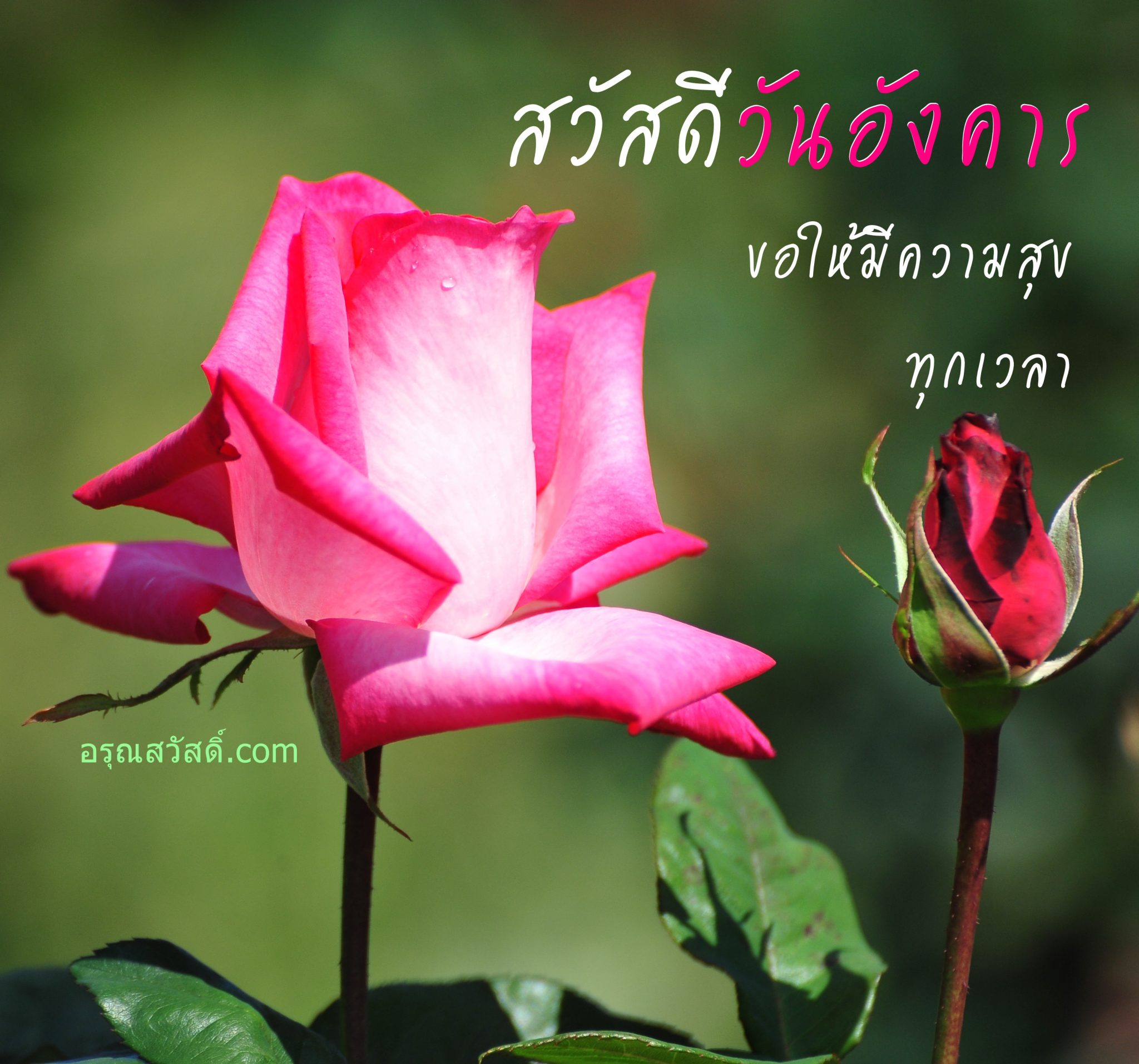 วันอังคาร - อรุณสวัสดิ์